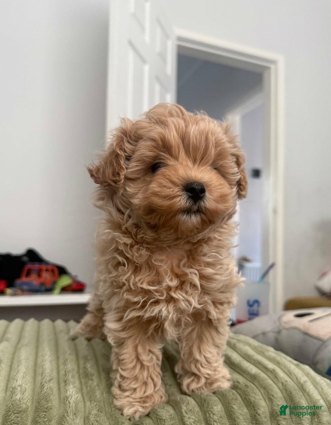 Maltipoo dogs for sale: Danny - Image 1