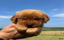 Golden Retriever dogs for sale: Honey - Image 17