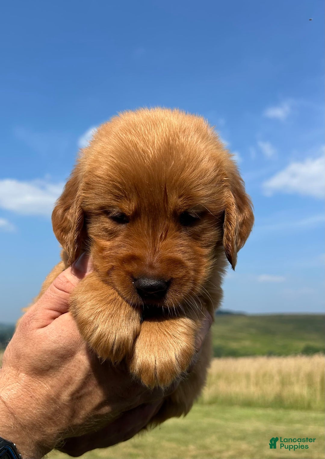 Golden Retriever dogs for sale: Honey - Image 17