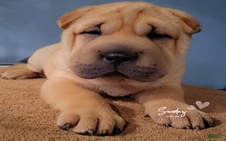 Shar Pei dogs for sale: Rubi - Image 1