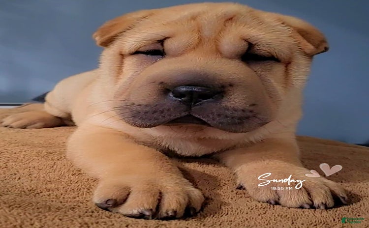 Shar Pei dogs for sale - Ad 3