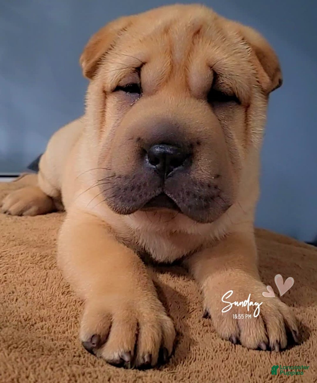 Shar Pei dogs for sale: Rubi - Image 1