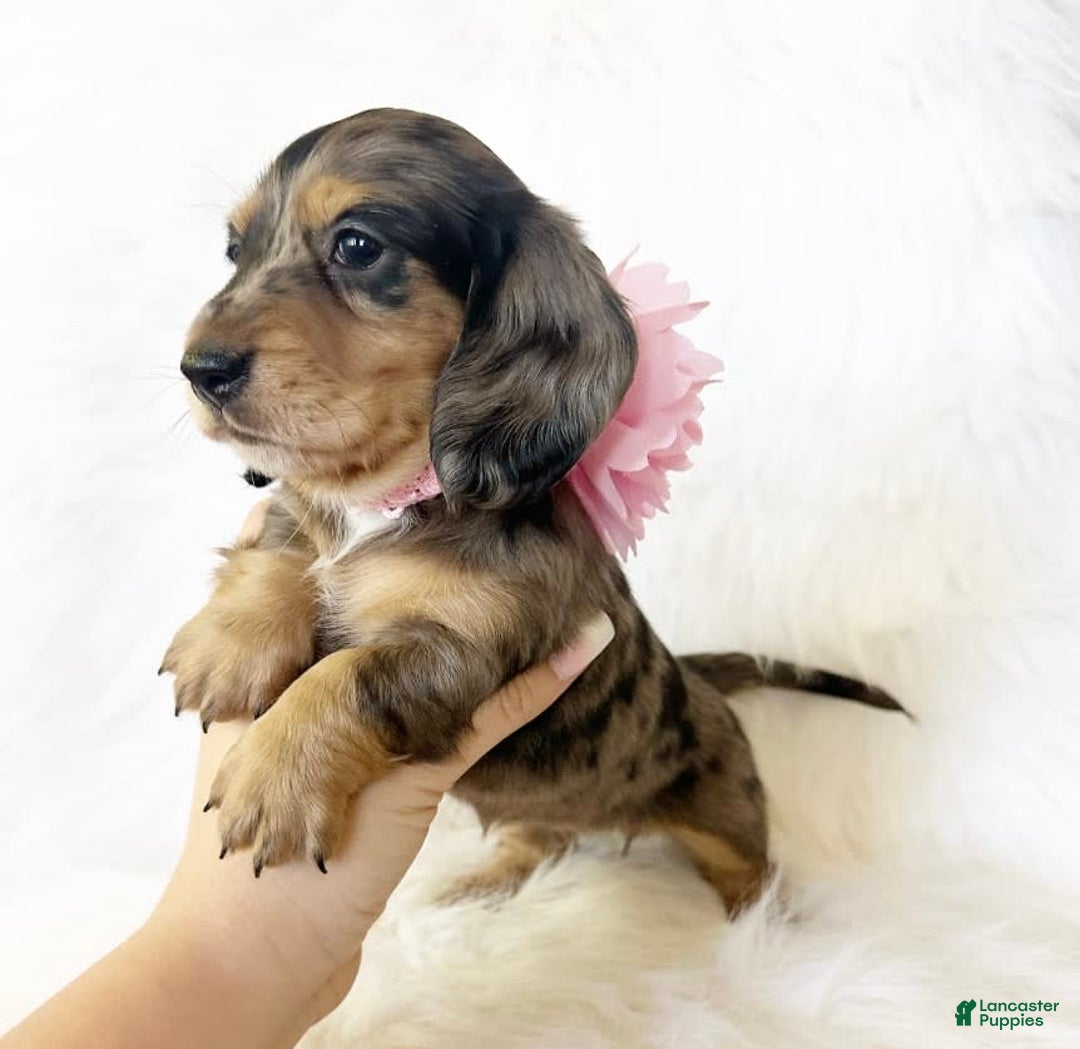 Miniature Dachshund dogs for sale: Akc Violet - Image 5