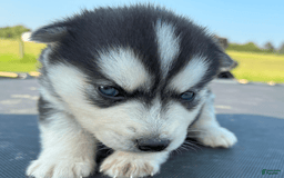 Siberian Husky dogs for sale: Tortuga - Image 3