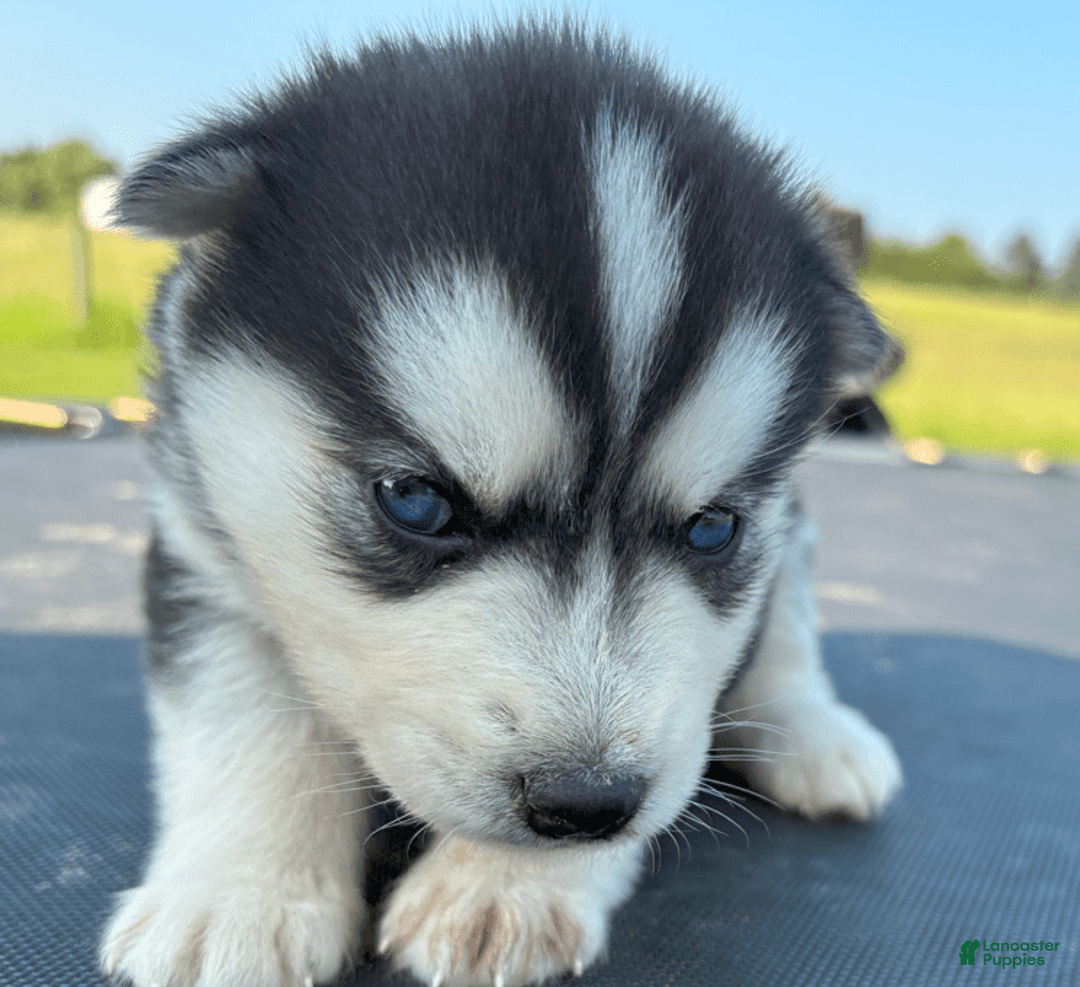 Siberian Husky dogs for sale: Tortuga - Image 3