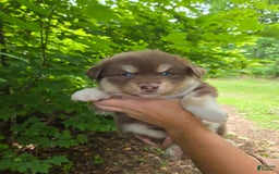 Pomsky dogs for sale: Akc Made Pomsky - Image 2