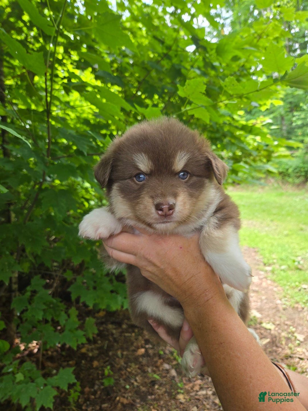 Pomsky dogs for sale: Akc Made Pomsky - Image 2