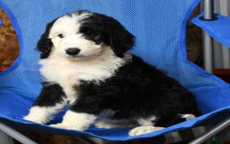 Sheepadoodle dogs for sale: Molly - Image 8