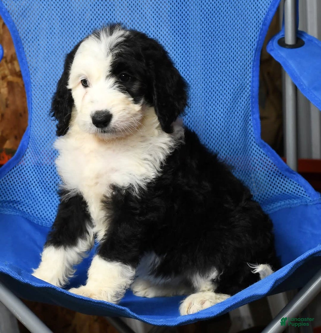 Sheepadoodle dogs for sale: Molly - Image 8