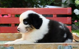 Australian Shepherd dogs for sale: Bingo - Image 3