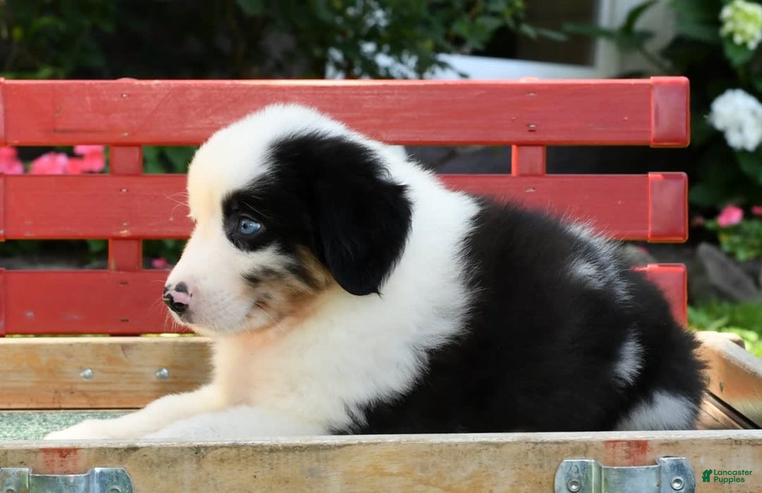 Australian Shepherd dogs for sale: Bingo - Image 3