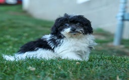 Bichpoo dogs for sale: Barney - Image 4