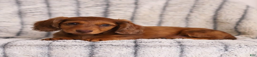 Beau