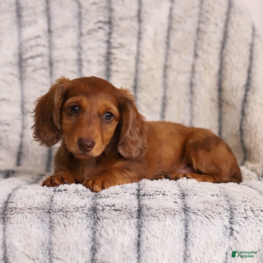 Miniature Dachshund dogs for sale: Beau - Image 3