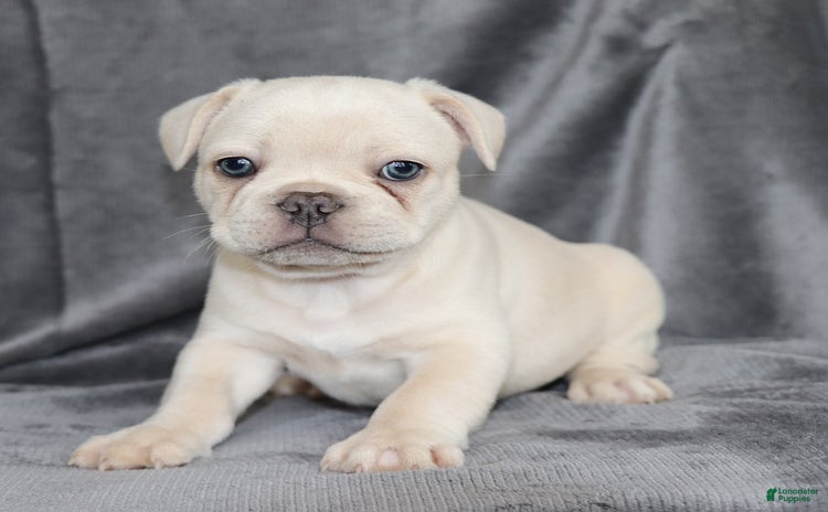 French Bulldog dogs for sale - Ad 3