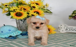 Schnoodle dogs for sale: Stacy - Image 1
