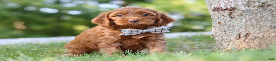 Percy