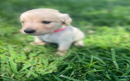 Golden Retriever dogs for sale: Golden Retriever 9 puppies - Image 22