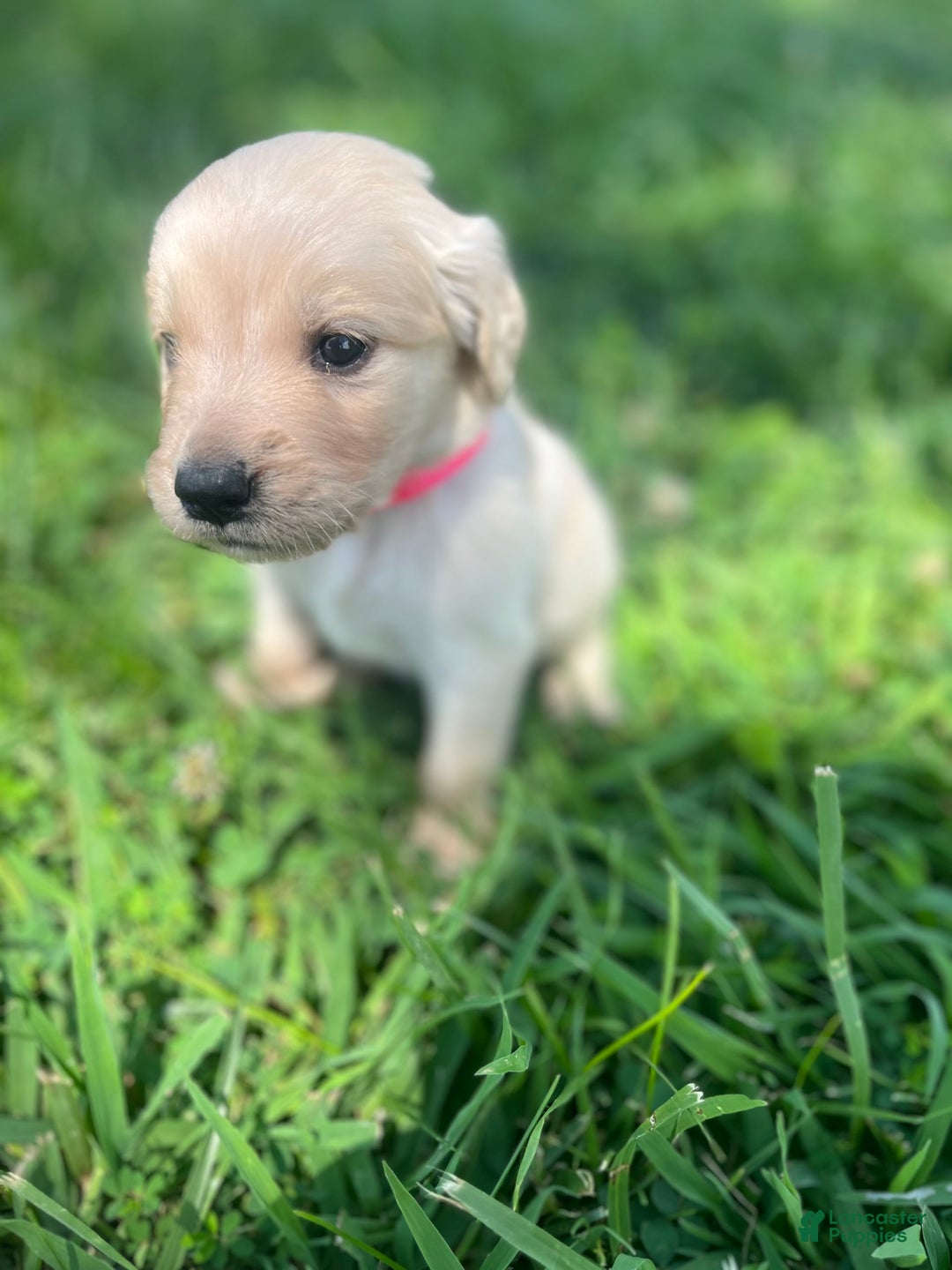 Golden Retriever dogs for sale: Golden Retriever 9 puppies - Image 22