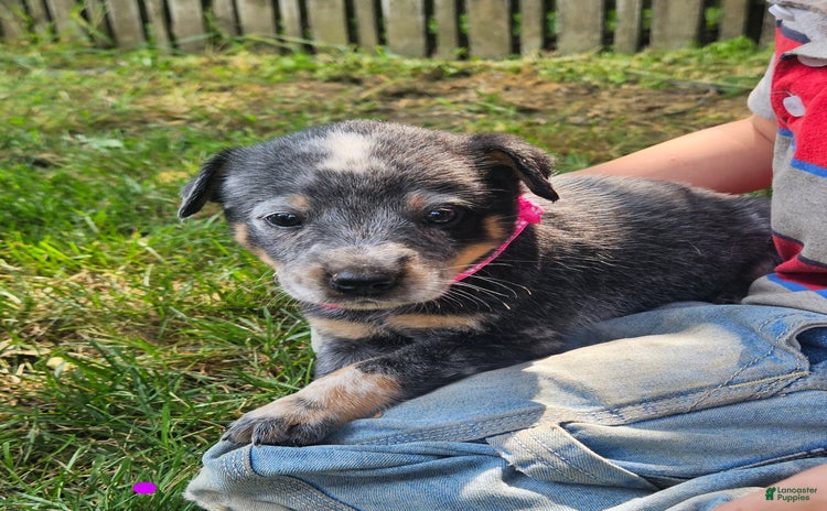 Australian Cattle Dog dogs for sale - Ad 4