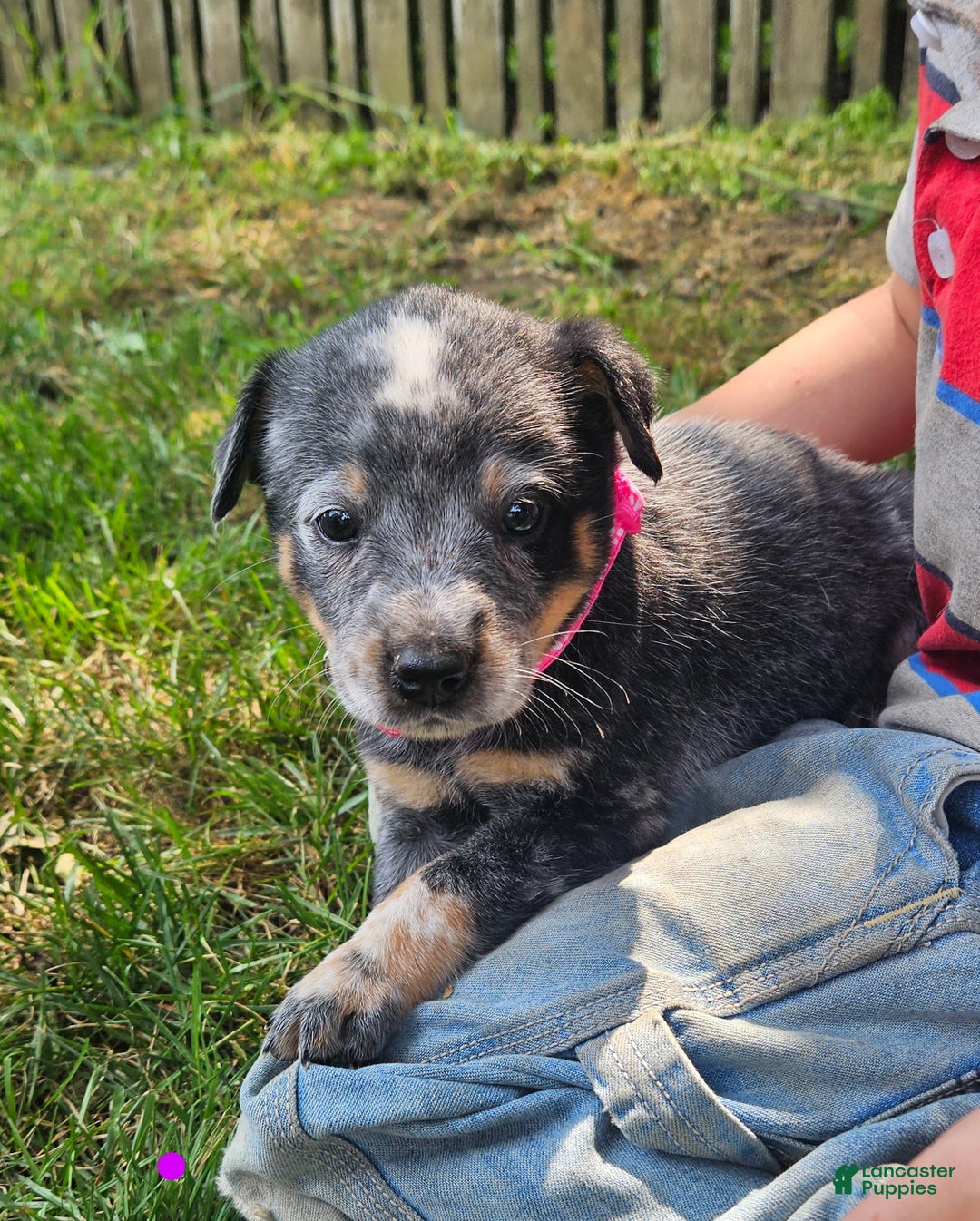 Australian Cattle Dog dogs for sale: Daisy - Image 1