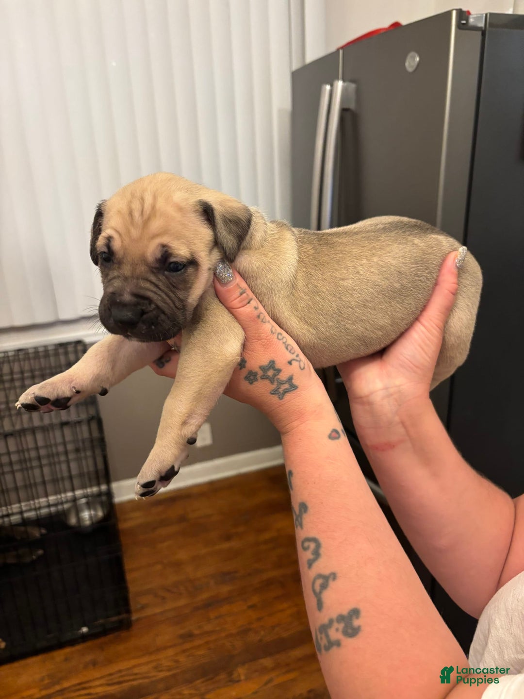 Cane Corso dogs for sale: Nola - Image 4