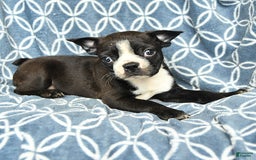 Boston Terrier dogs for sale: King - Image 10