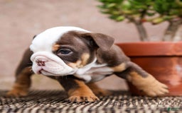 English Bulldog dogs for sale: Bridget - Image 7