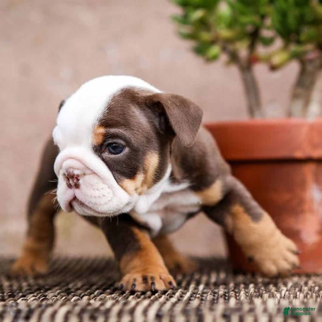 English Bulldog dogs for sale: Bridget - Image 7