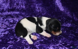 Miniature Dachshund dogs for sale: Chloe Mini - Image 24