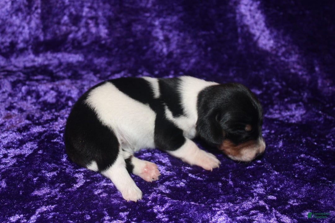 Miniature Dachshund dogs for sale: Chloe Mini - Image 24