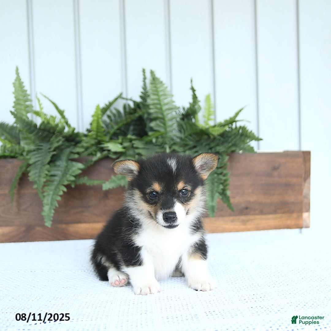 Welsh Corgi Pembroke dogs for sale: Milo - Image 2