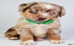 Miniature Australian Shepherd dogs for sale: Seth - Image 8