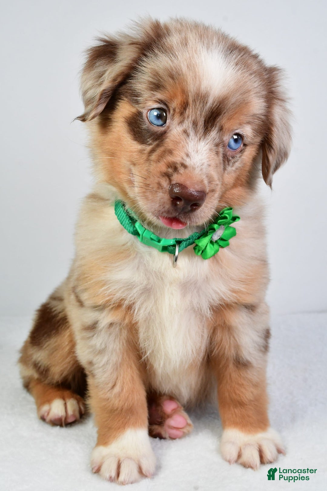 Miniature Australian Shepherd dogs for sale: Seth - Image 8