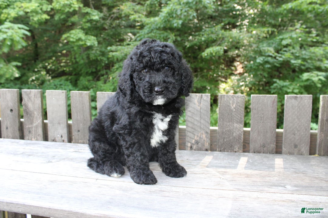 Mini Goldendoodle dogs for sale: Kevin - Image 11