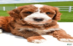 Mini Goldendoodle dogs for sale: Justin - Image 3