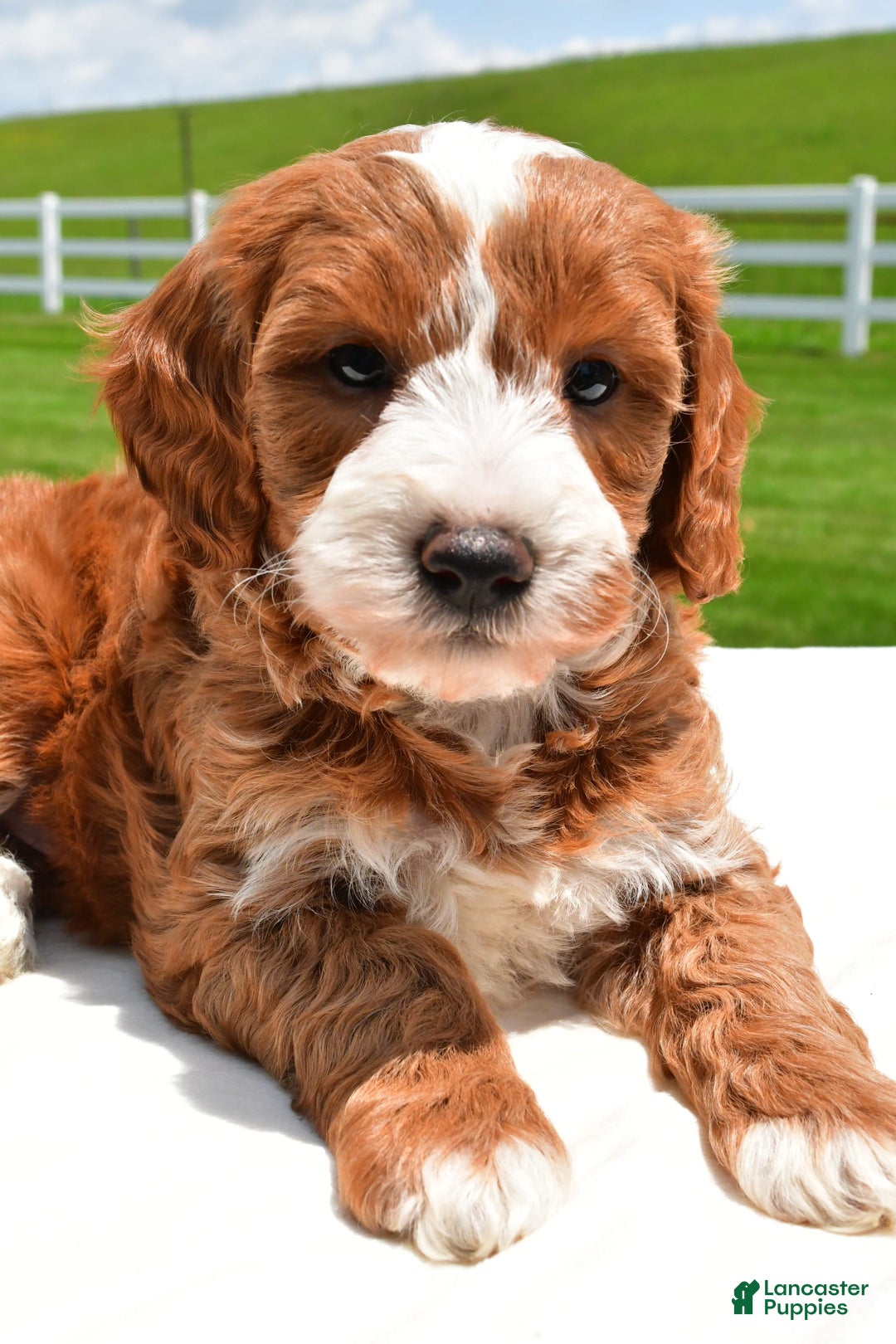 Mini Goldendoodle dogs for sale: Justin - Image 3