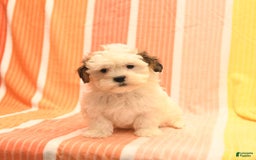 Havanese dogs for sale: Phillip - Image 5