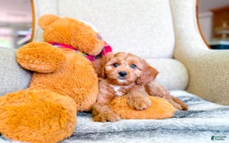 Cavapoo dogs for sale: Ivory - Image 2
