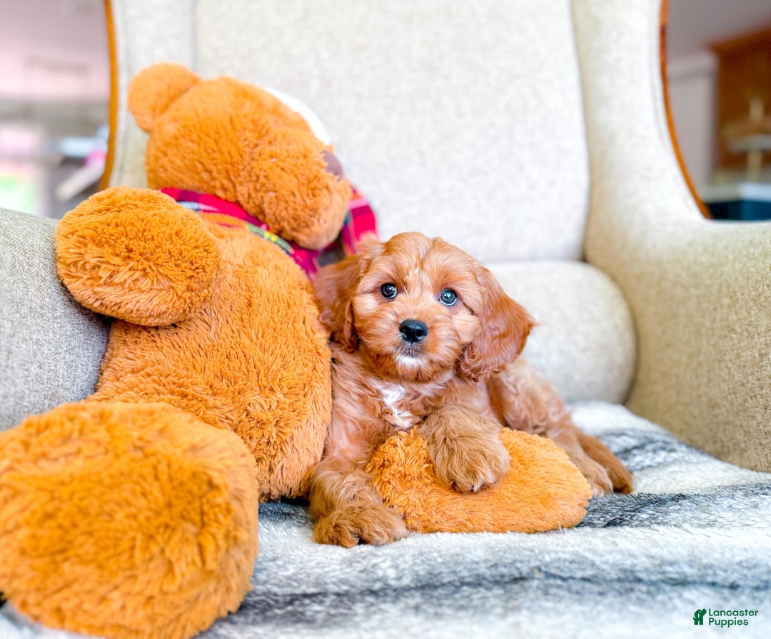 Cavapoo dogs for sale: Ivory - Image 2