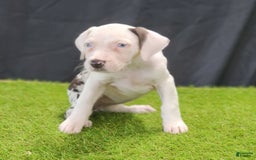 Catahoula Leopard Dog dogs for sale: Diamond 2025 F2 - Image 1