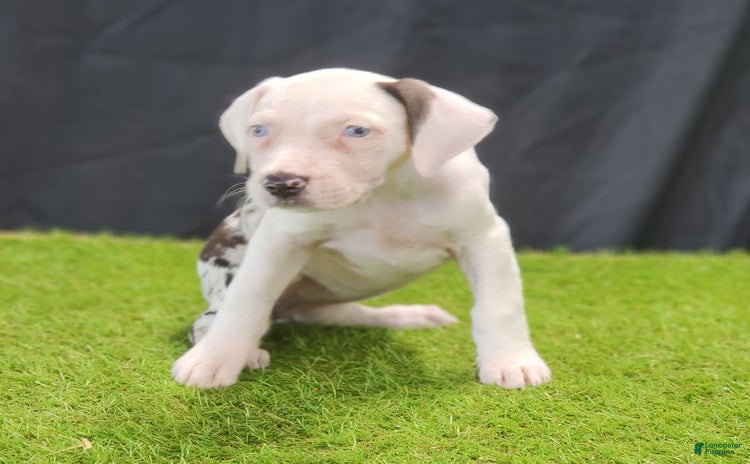 Catahoula Leopard Dog dogs for sale - Ad 3