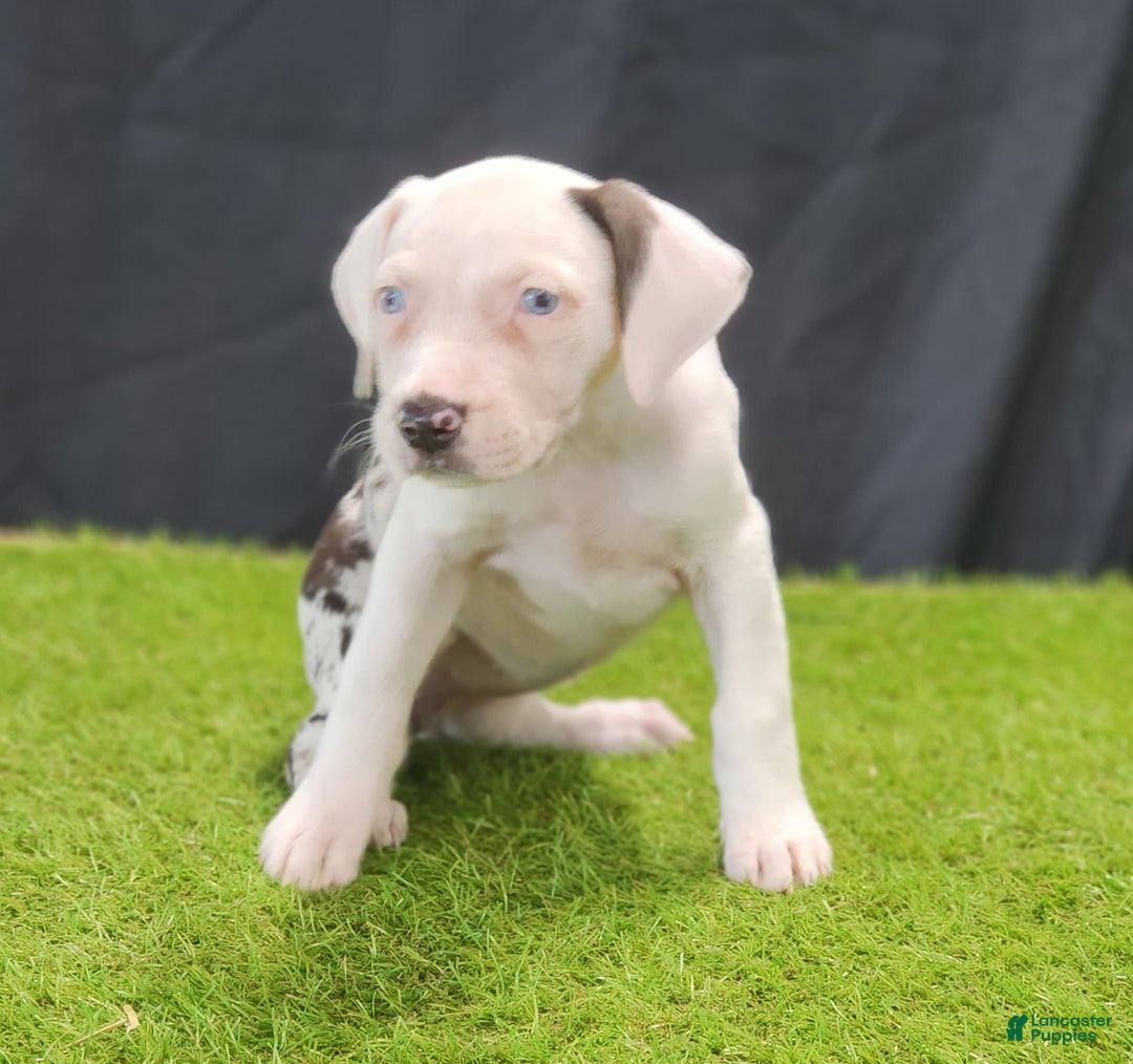 Catahoula Leopard Dog dogs for sale: Diamond 2025 F2 - Image 1