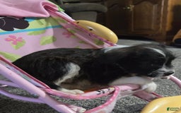 Boston Terrier dogs for sale: Mason - Image 22