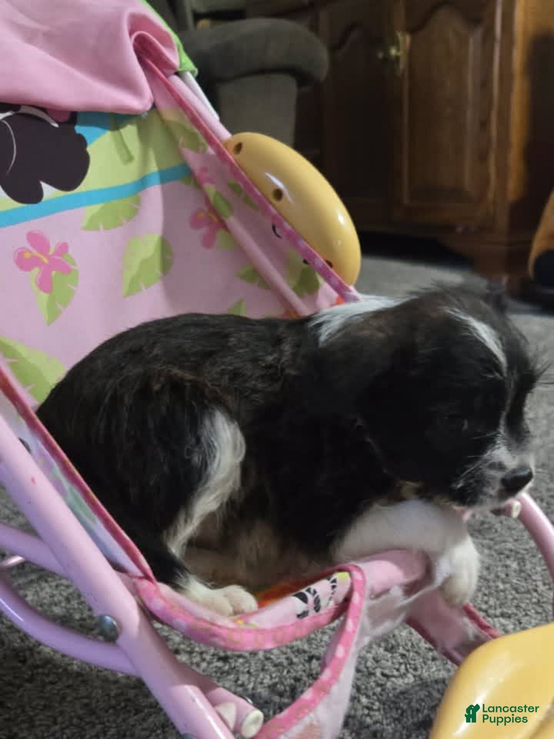 Boston Terrier dogs for sale: Mason - Image 22