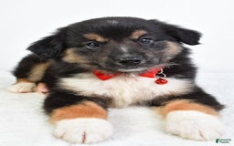 Miniature Australian Shepherd dogs for sale: Snickers - Image 7