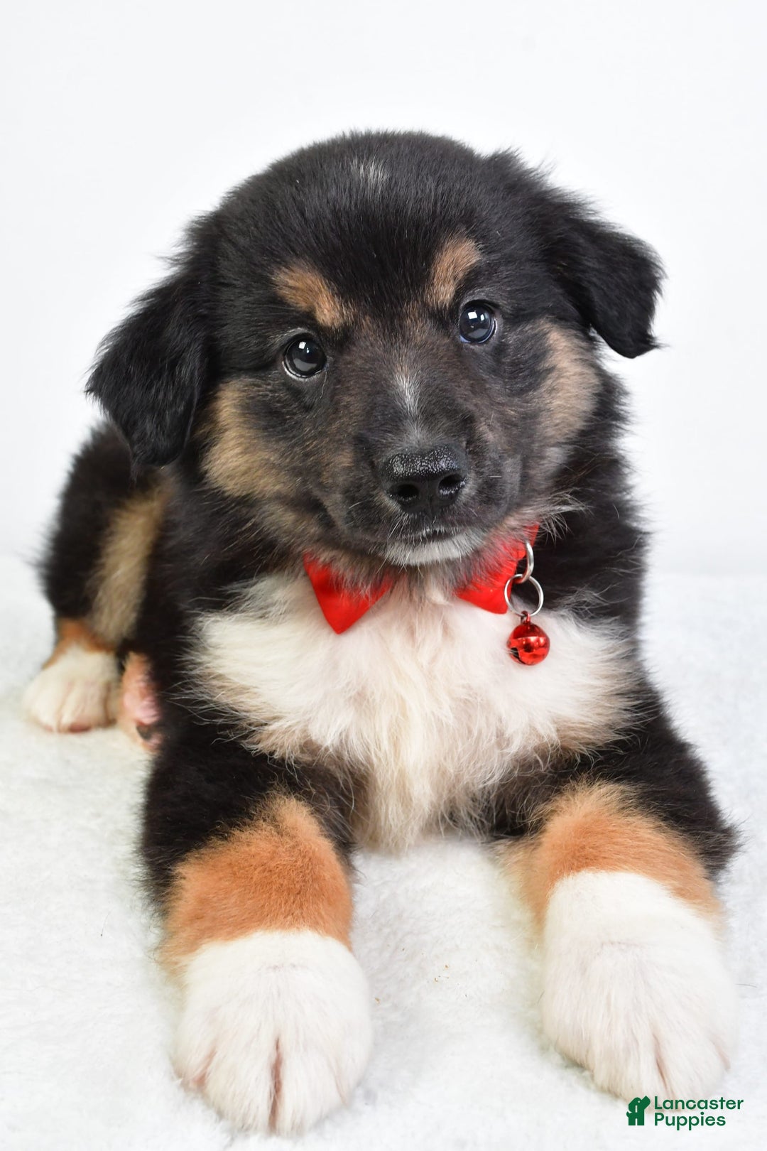 Miniature Australian Shepherd dogs for sale: Snickers - Image 7