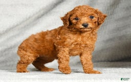 Miniature Poodle dogs for sale: Dixie - Image 8