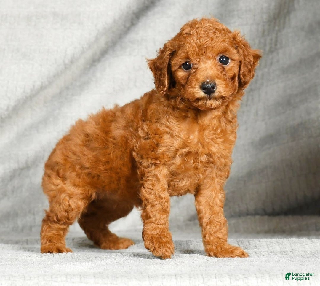 Miniature Poodle dogs for sale: Dixie - Image 8