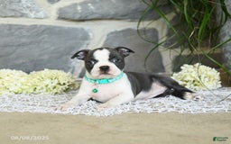 Boston Terrier dogs for sale: Wren - Image 4